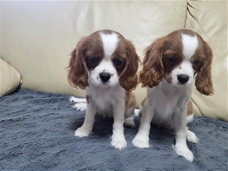 Cavalier King Charles Spaniel 1650