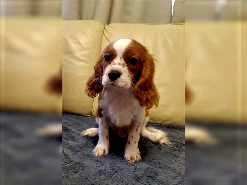 Cavalier King Charles Spaniel 1650