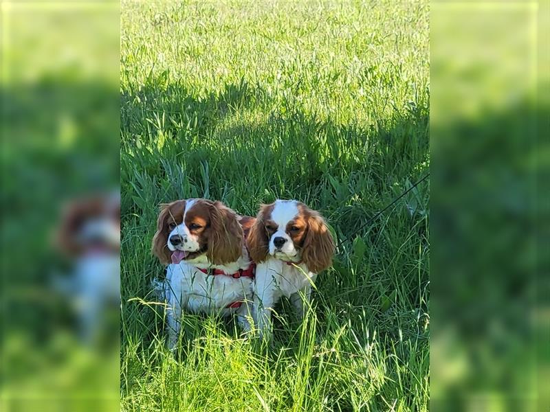 Cavalier King Charles Spaniel 1650