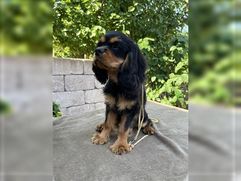 Cavalier King Charles Spaniel - Frenk