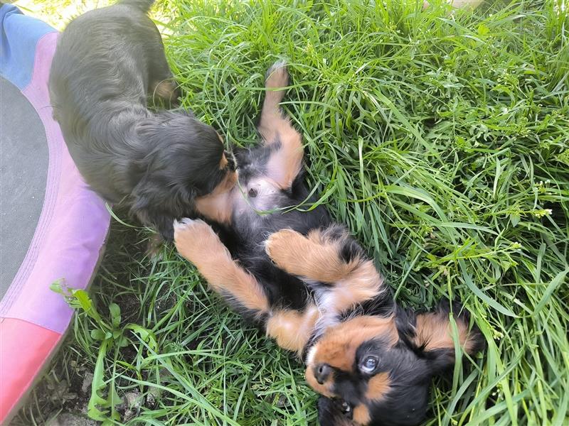 Cavalier king charles spaniel