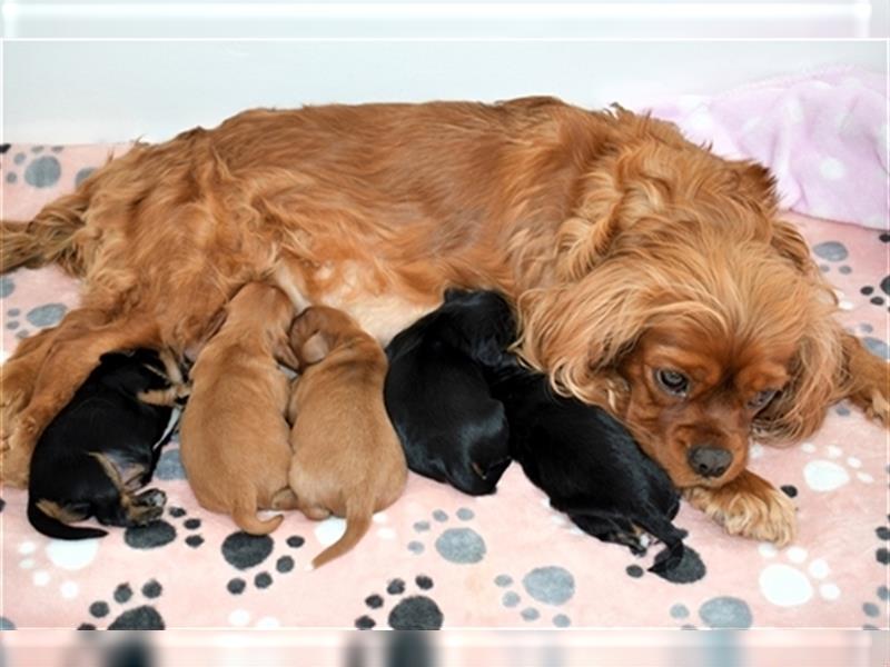 Wunderschöne Cavalier King Charles Spaniel Babys mit Papiere