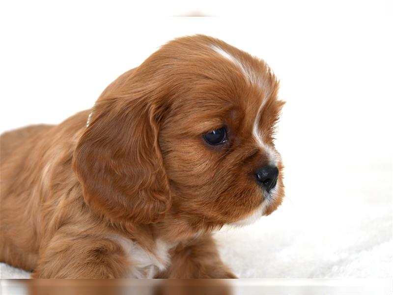 Wunderschöne Cavalier King Charles Spaniel Babys mit Papiere