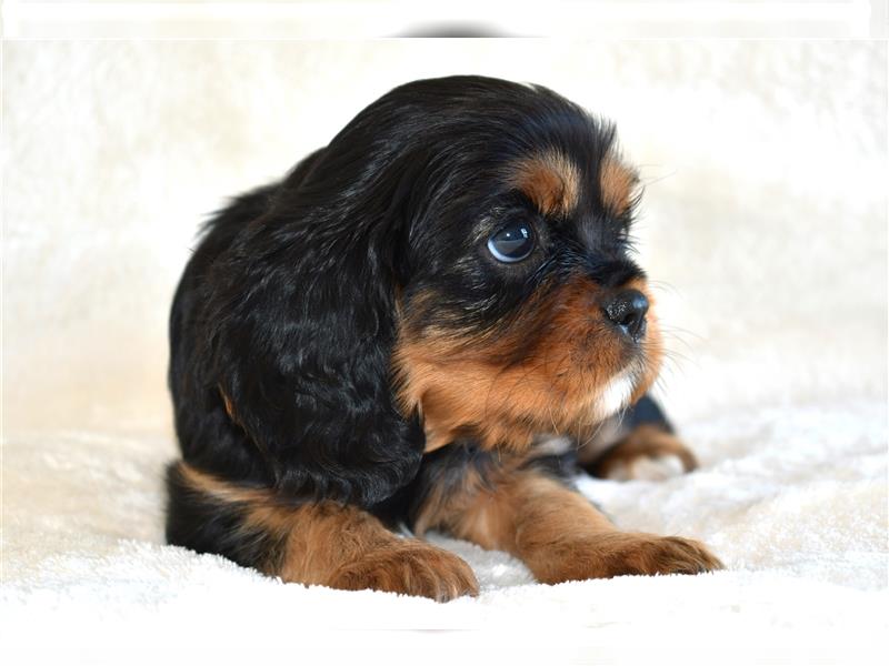 Wunderschöne Cavalier King Charles Spaniel Babys mit Papiere