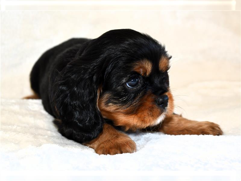 Wunderschöne Cavalier King Charles Spaniel Babys mit Papiere