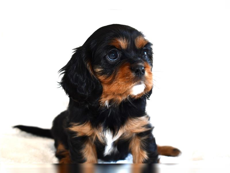 Wunderschöne Cavalier King Charles Spaniel Babys mit Papiere