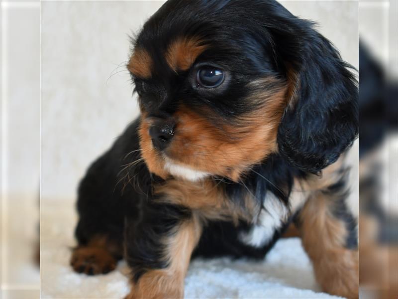 Wunderschöne Cavalier King Charles Spaniel Babys mit Papiere