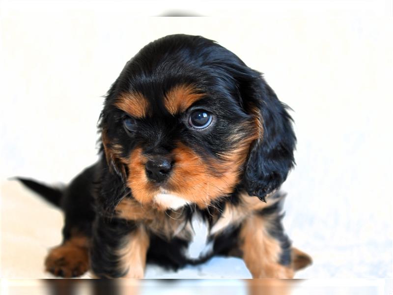 Wunderschöne Cavalier King Charles Spaniel Babys mit Papiere