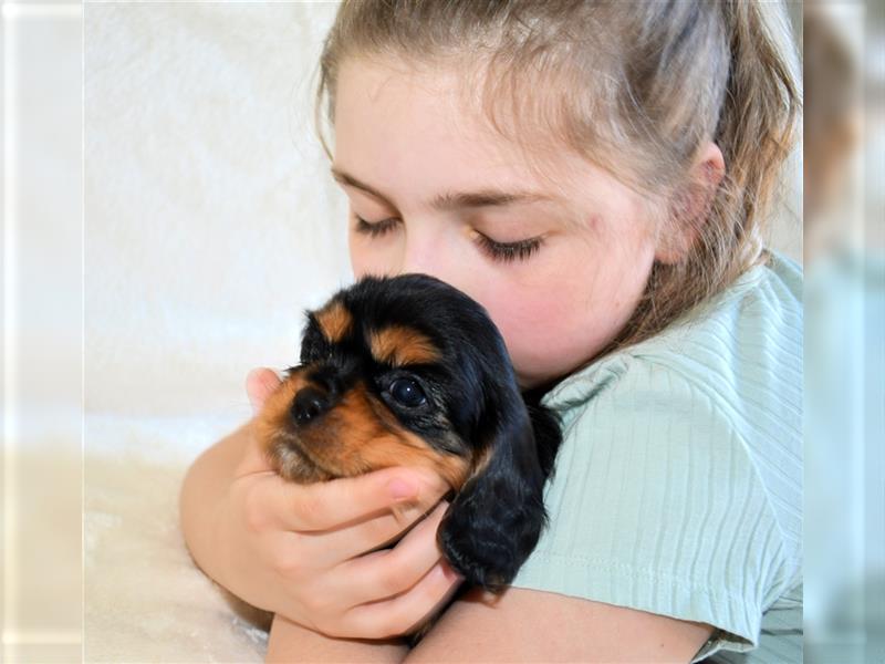 Wunderschöne Cavalier King Charles Spaniel Babys mit Papiere