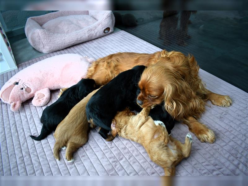 Wunderschöne Cavalier King Charles Spaniel Babys mit Papiere