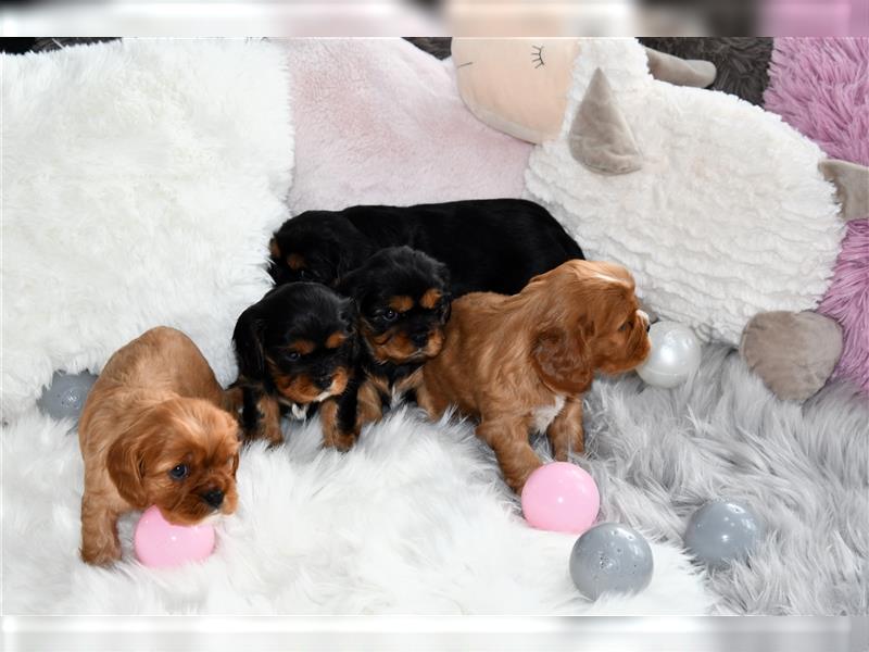 Wunderschöne Cavalier King Charles Spaniel Babys mit Papiere