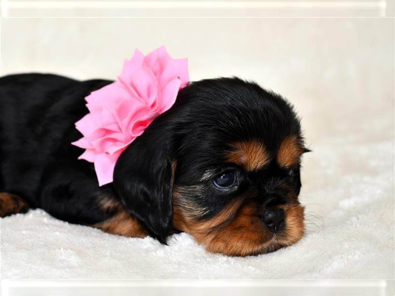 Wunderschöne Cavalier King Charles Spaniel Babys mit Papiere