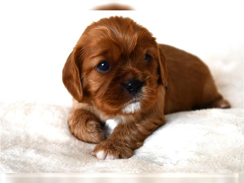 Wunderschöne Cavalier King Charles Spaniel Babys mit Papiere