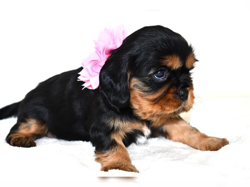 Wunderschöne Cavalier King Charles Spaniel Babys mit Papiere