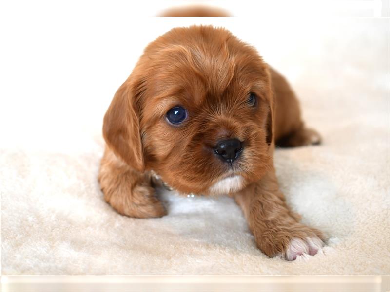 Wunderschöne Cavalier King Charles Spaniel Babys mit Papiere