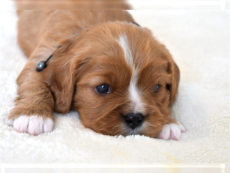 Wunderschöne Cavalier King Charles Spaniel Babys mit Papiere