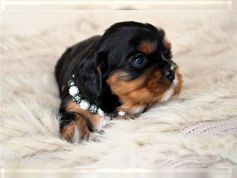 Wunderschöne Cavalier King Charles Spaniel Babys mit Papiere