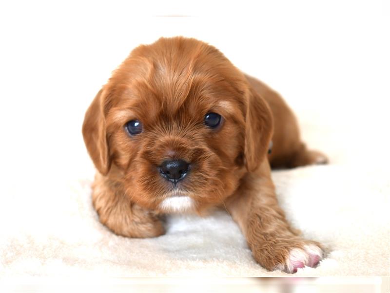 Wunderschöne Cavalier King Charles Spaniel Babys mit Papiere