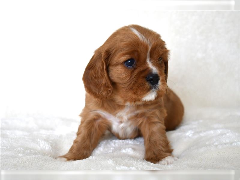 Wunderschöne Cavalier King Charles Spaniel Babys mit Papiere