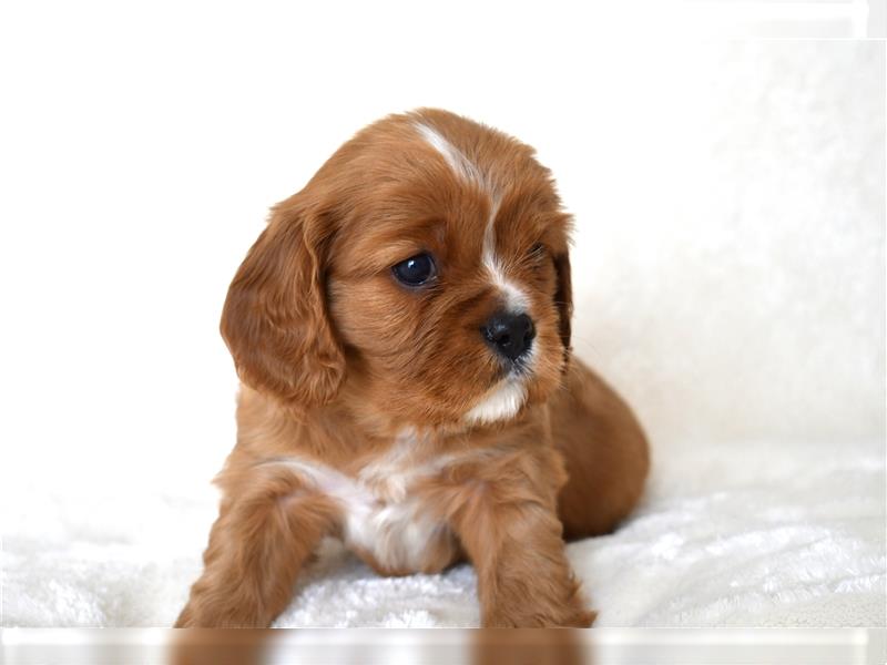 Wunderschöne Cavalier King Charles Spaniel Babys mit Papiere