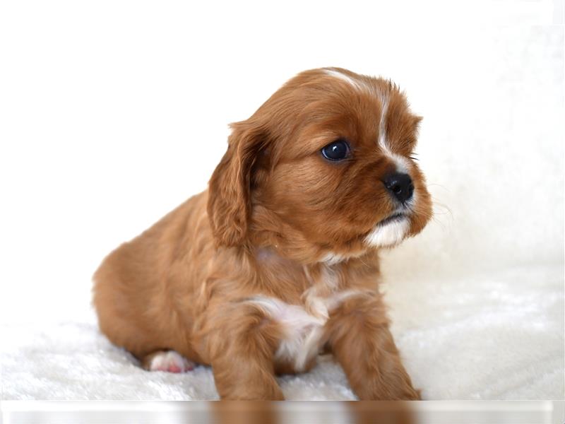 Wunderschöne Cavalier King Charles Spaniel Babys mit Papiere