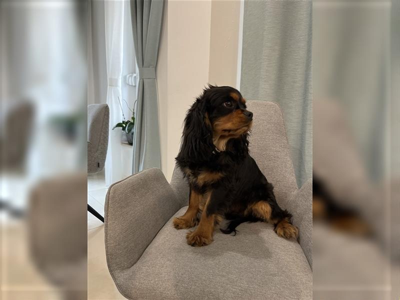 Cavalier King Charles Spaniel - Frenk