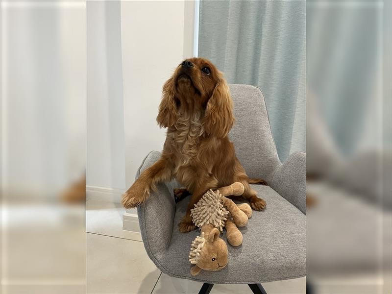 Cavalier King Charles Spaniel - Félix