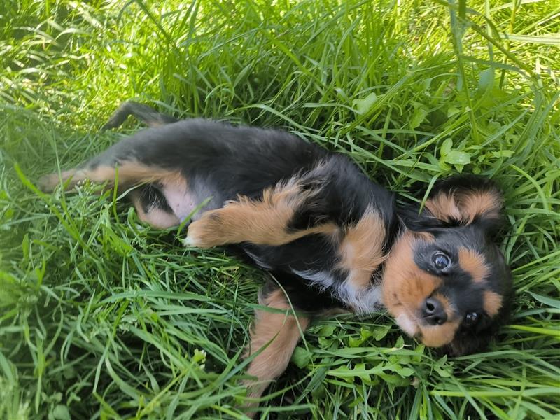 Cavalier king charles spaniel