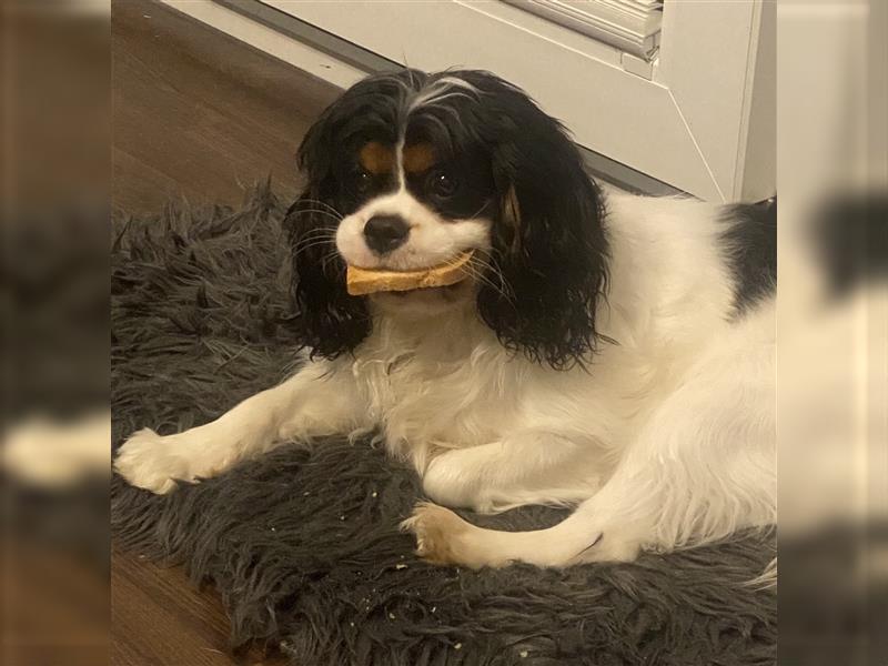 Cavalier King Charles Rüde zu verkaufen