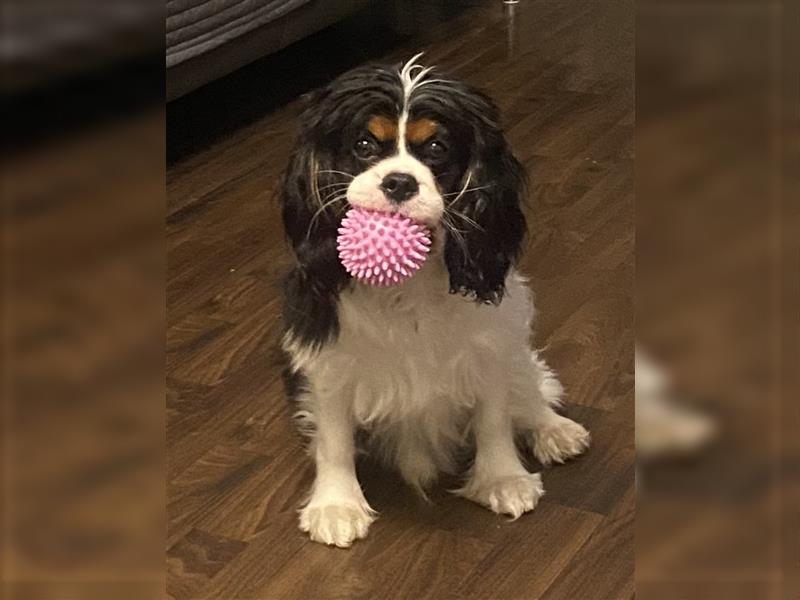 Cavalier King Charles Rüde zu verkaufen