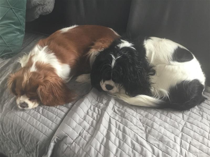 Cavalier King Charles Rüde zu verkaufen