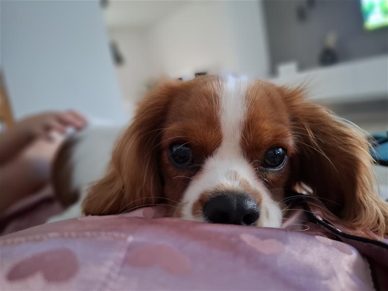 Süßer cavalier king charles spaniel sucht ein neues Zuhause