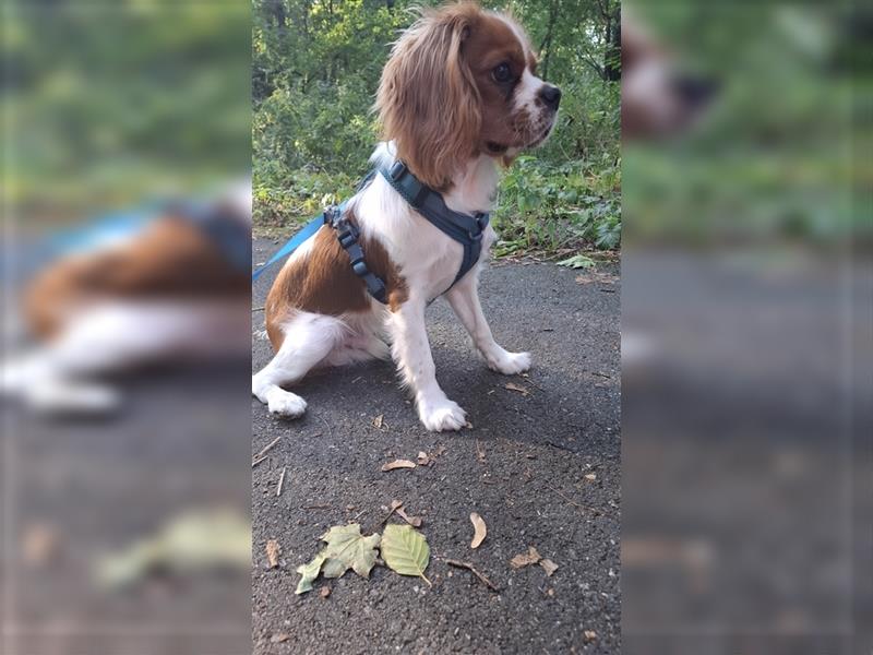 Süßer cavalier king charles spaniel sucht ein neues Zuhause