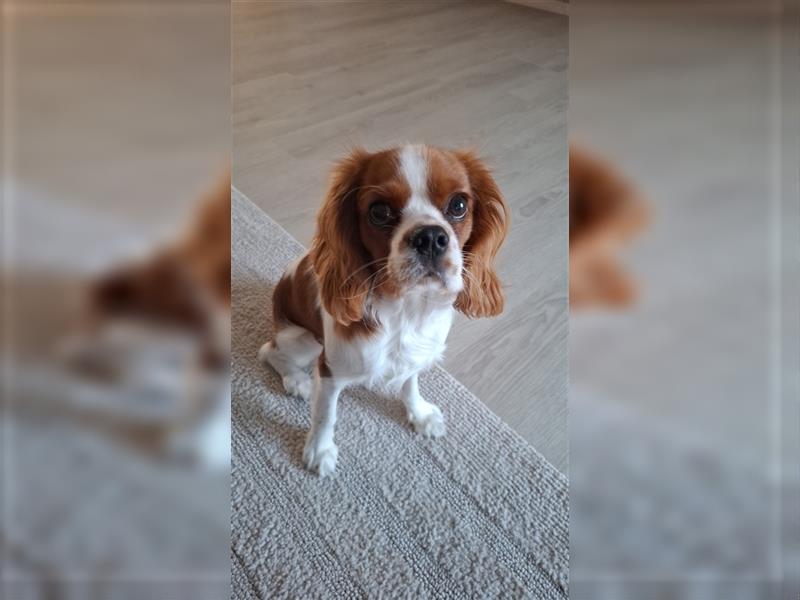 Süßer cavalier king charles spaniel sucht ein neues Zuhause