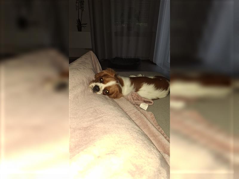 Süßer cavalier king charles spaniel sucht ein neues Zuhause