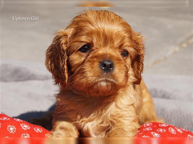 Cavalier King Charles Spaniel Welpen aus seriöser, langjähriger VDH Zucht