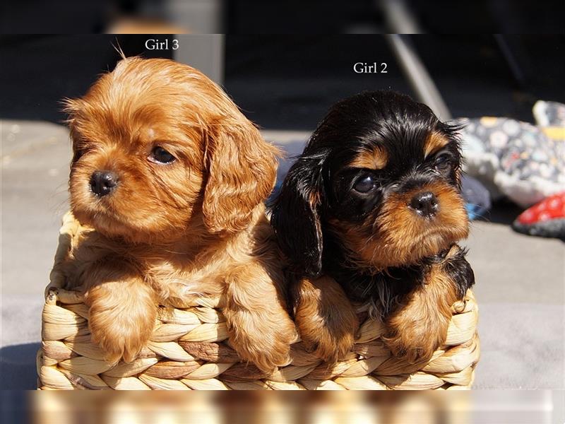 Cavalier King Charles Spaniel Welpen aus seriöser, langjähriger VDH Zucht