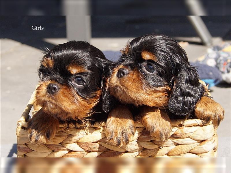 Cavalier King Charles Spaniel Welpen aus seriöser, langjähriger VDH Zucht