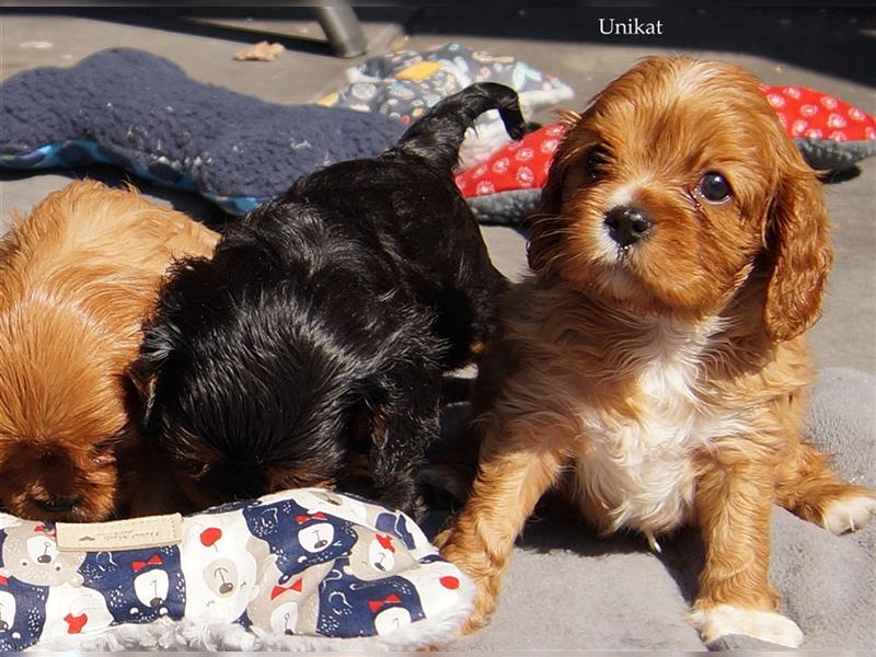 Cavalier King Charles Spaniel Welpen aus seriöser, langjähriger VDH Zucht