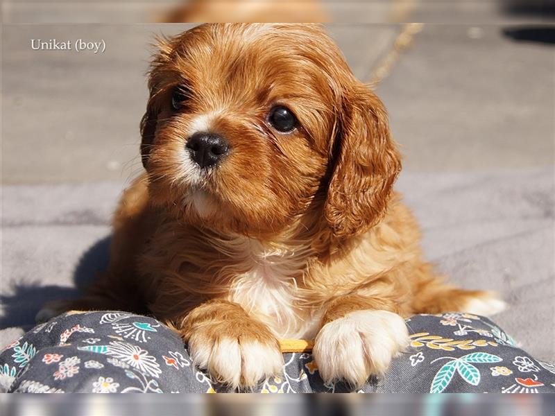 Cavalier King Charles Spaniel Welpen aus seriöser, langjähriger VDH Zucht