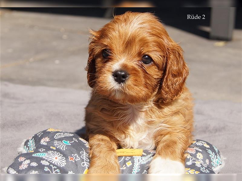 Cavalier King Charles Spaniel Welpen aus seriöser, langjähriger VDH Zucht