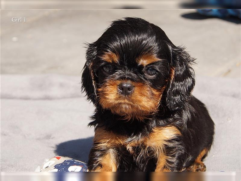 Cavalier King Charles Spaniel Welpen aus seriöser, langjähriger VDH Zucht