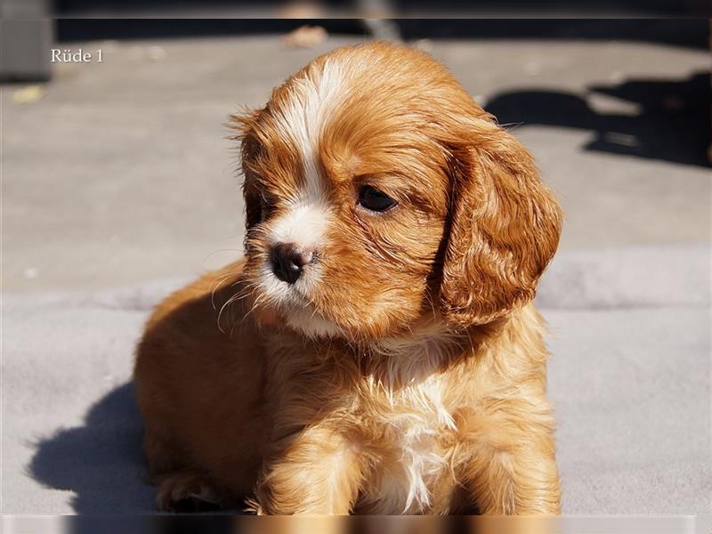 Cavalier King Charles Spaniel Welpen aus seriöser, langjähriger VDH Zucht