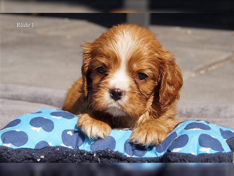 Cavalier King Charles Spaniel Welpen aus seriöser, langjähriger VDH Zucht