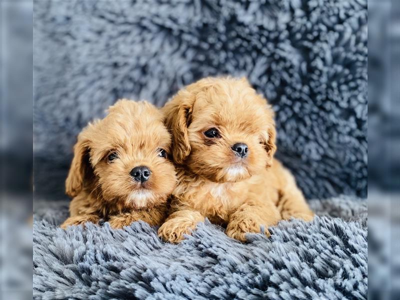 Cavapoo Welpen, Pudel, Cavalier King Charles Spaniels