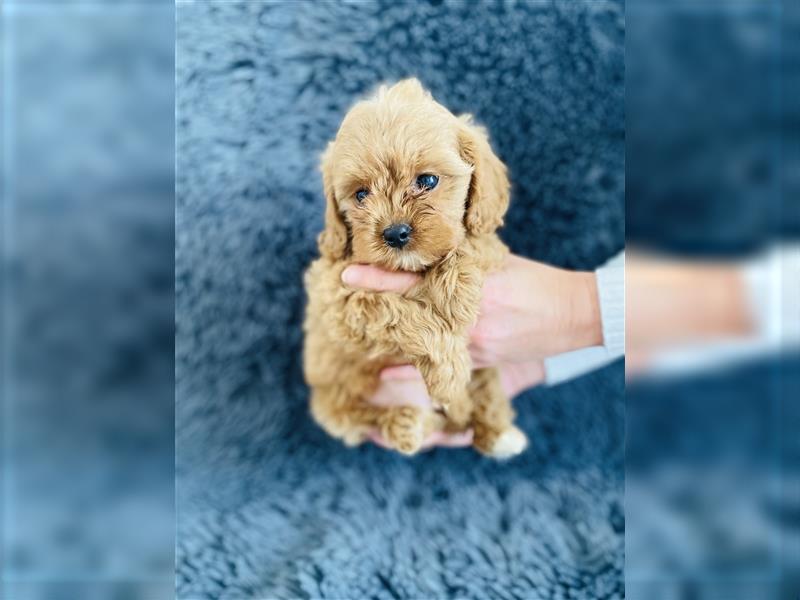 Cavapoo Welpen, Pudel, Cavalier King Charles Spaniels