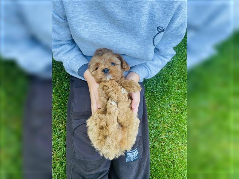 Cavapoo Welpen, Pudel, Cavalier King Charles Spaniels