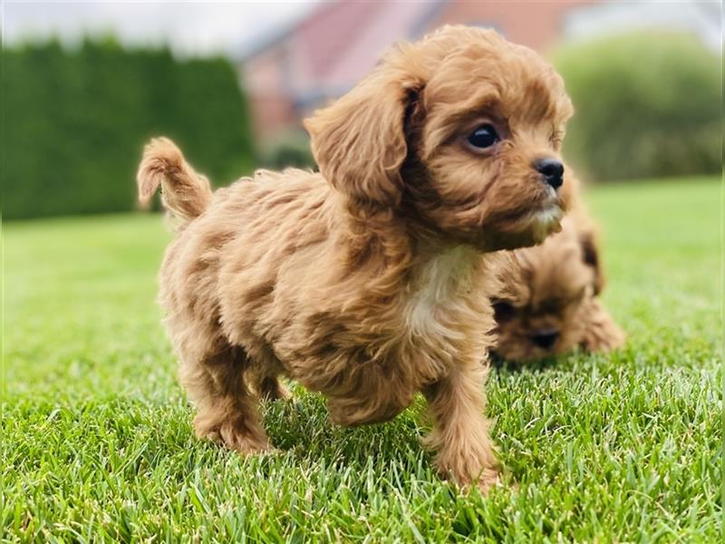 Cavapoo Welpen, Pudel, Cavalier King Charles Spaniels