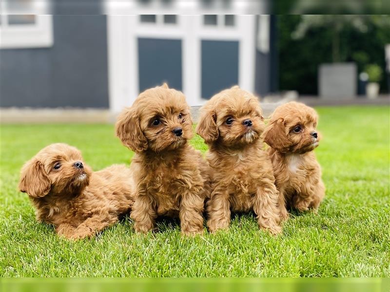 Cavapoo Welpen, Pudel, Cavalier King Charles Spaniels