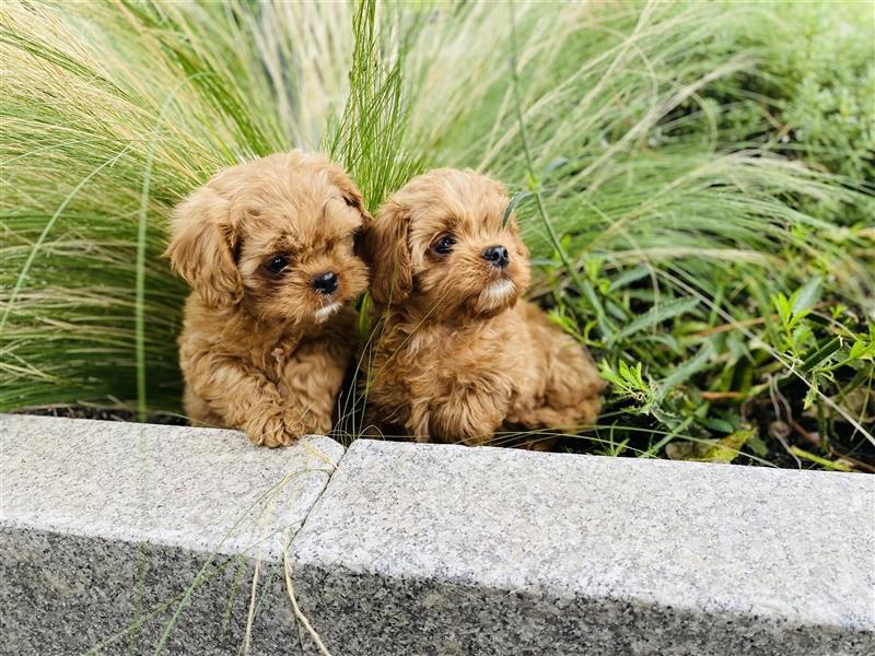 Cavapoo Welpen, Pudel, Cavalier King Charles Spaniels